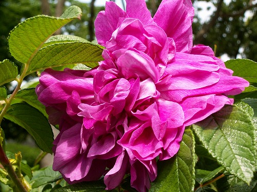 芍薬8