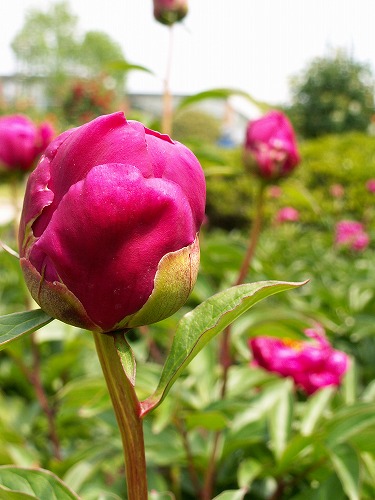 芍薬10