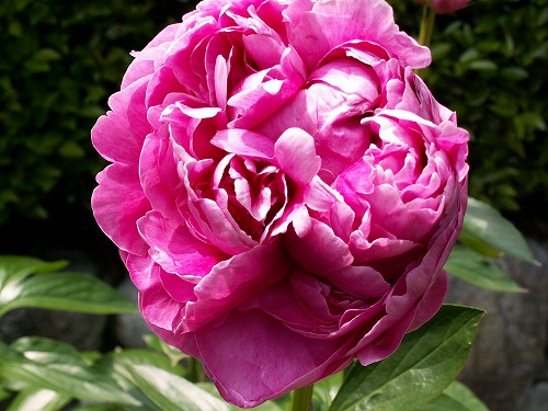芍薬13
