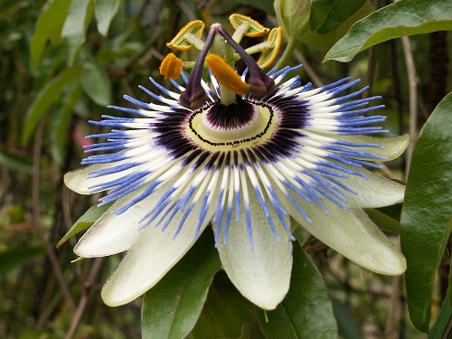 福岡市植物園4
