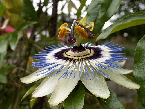 福岡市植物園1