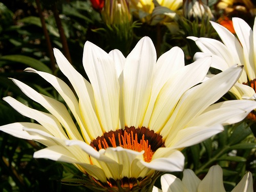 福岡市植物園11