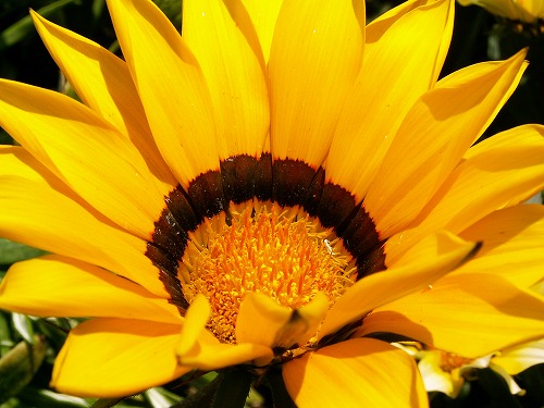 福岡市植物園9