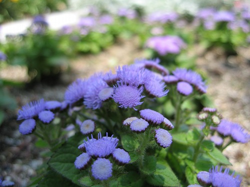 福岡市植物園30
