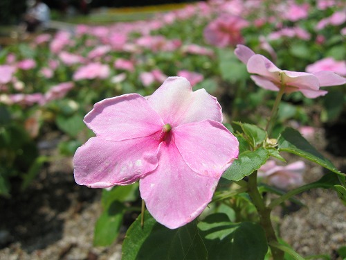 福岡市植物園27