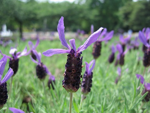 福岡市植物園12