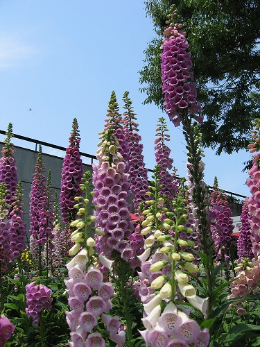 福岡市植物園2