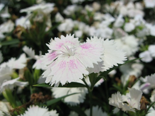 福岡市植物園31