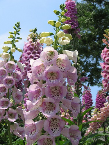 福岡市植物園5