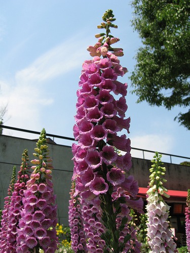 福岡市植物園4