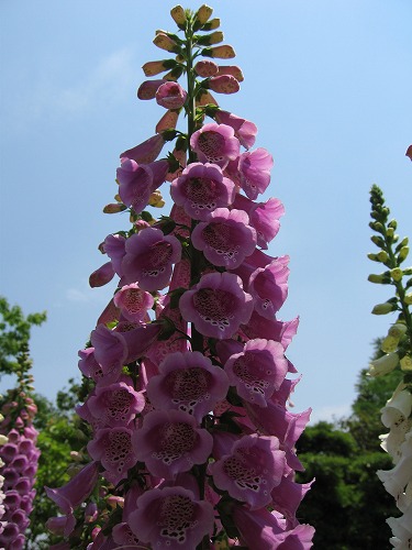 福岡市植物園3