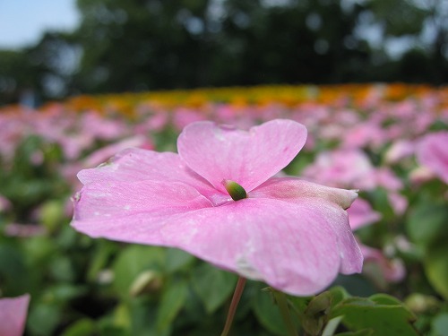 福岡市植物園22
