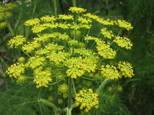 福岡市植物園34