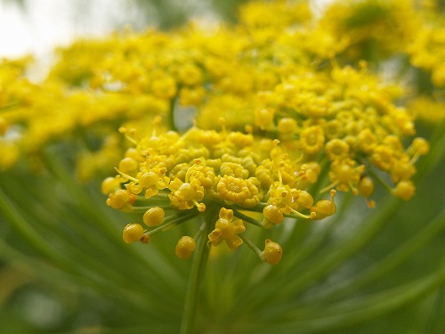 福岡市植物園33