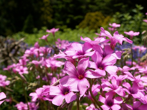 福岡市植物園18