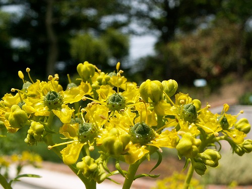 福岡市植物園16