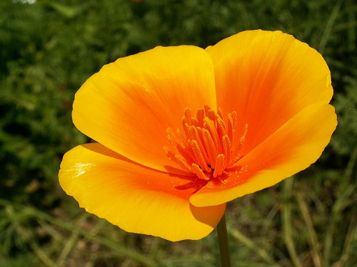 福岡市植物園17