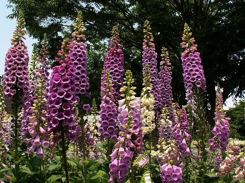 福岡市植物園6