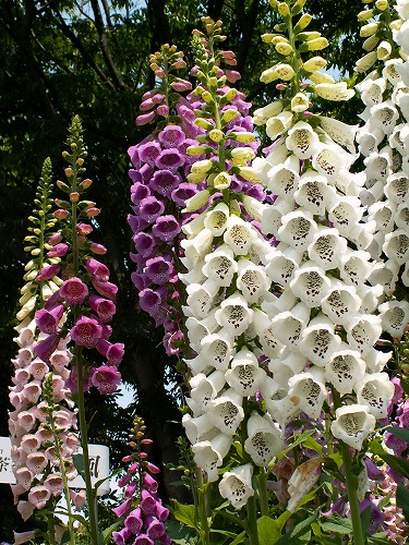 福岡市植物園11