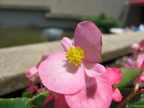 福岡市植物園15