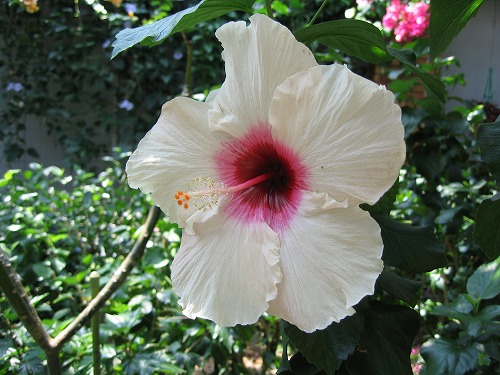 福岡市植物園23