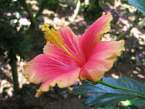 福岡市植物園1