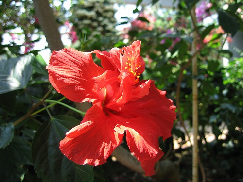福岡市植物園2