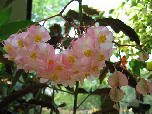 福岡市植物園16