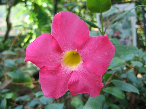 福岡市植物園32