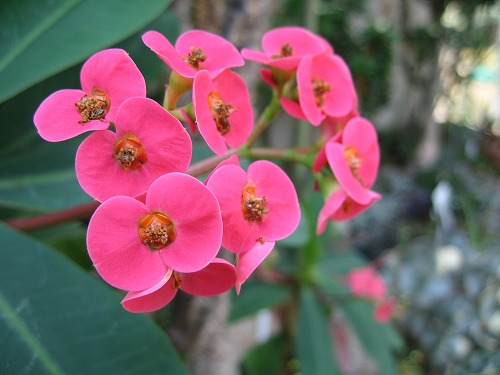 福岡市植物園36