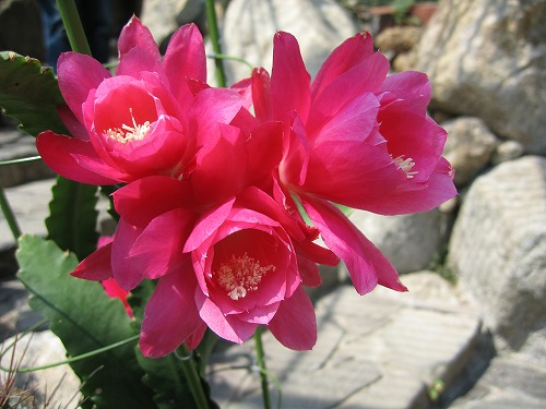 福岡市植物園33
