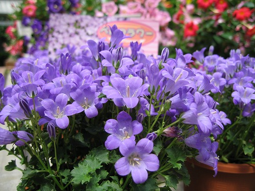 福岡市植物園31