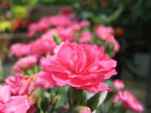 福岡市植物園18