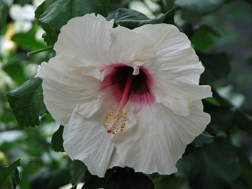 福岡市植物園4