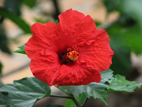 福岡市植物園3