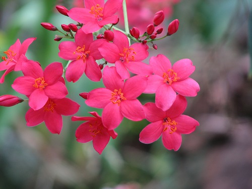 福岡市植物園34
