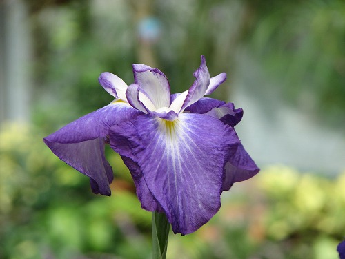 福岡市植物園25