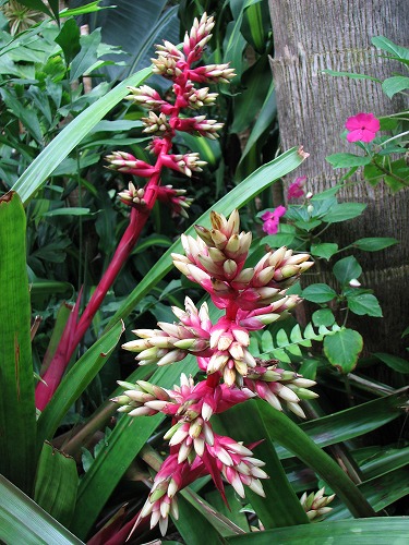 福岡市植物園37