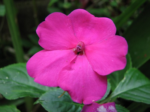 福岡市植物園38