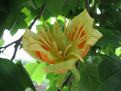 福岡市植物園39