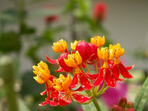 福岡市植物園35