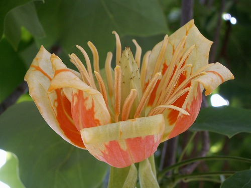 福岡市植物園27
