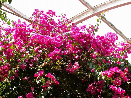 福岡市植物園9