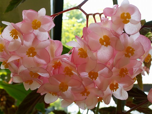 福岡市植物園17