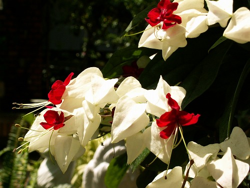 福岡市植物園20