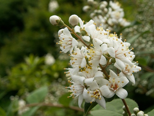 福岡市植物園19