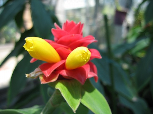 福岡市植物園7