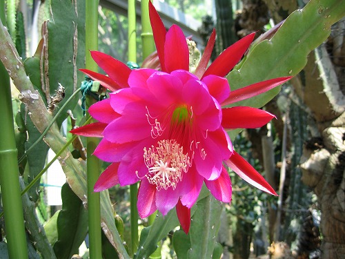 福岡市植物園38