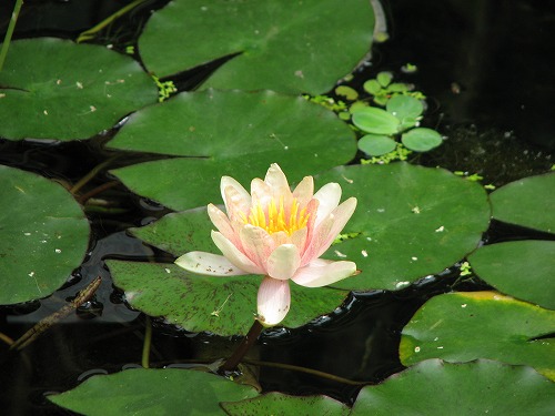 福岡市植物園34