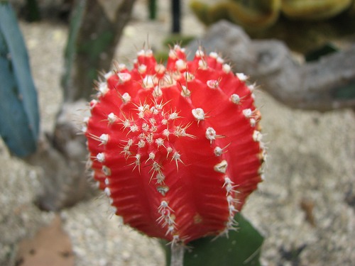 福岡市植物園2